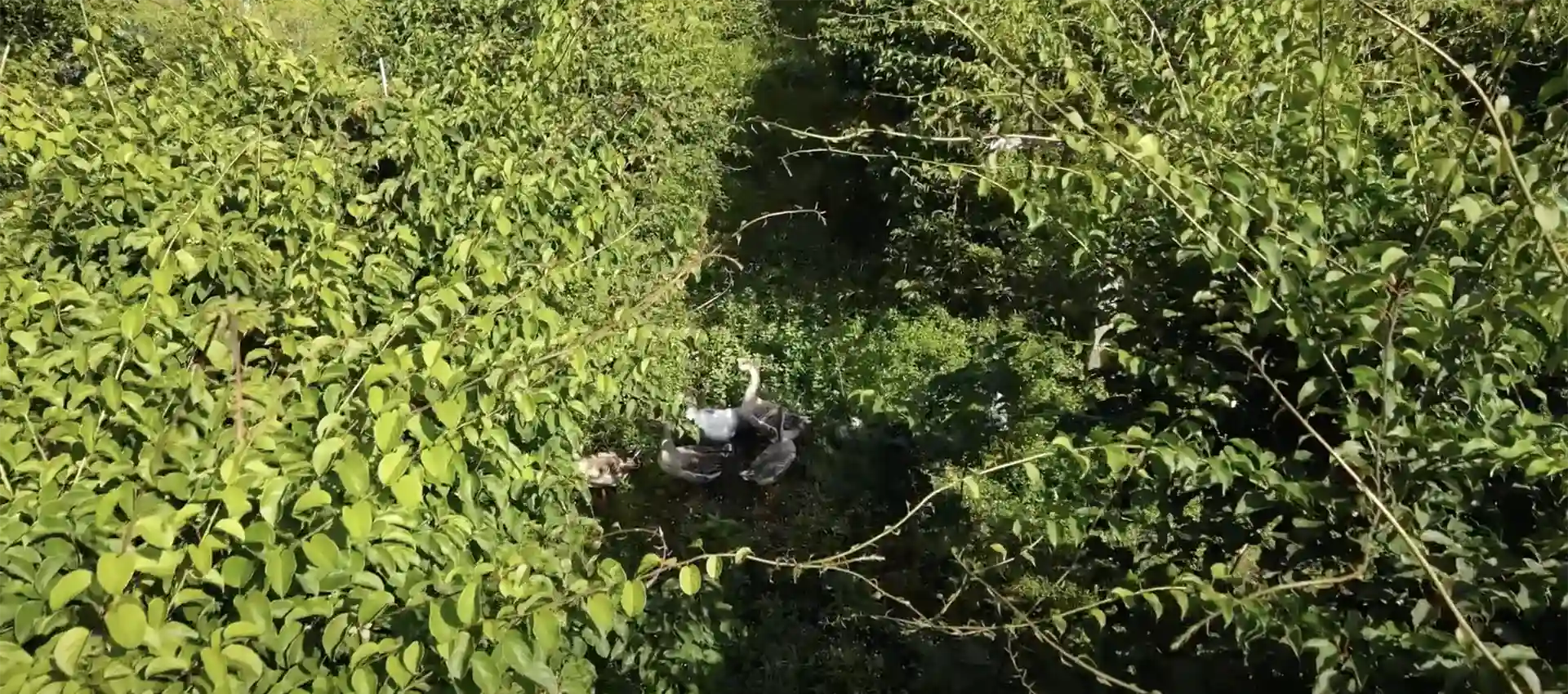 Animales para una finca ecologicas Finca Terramor. Venta de productos ecológicos y mermeladas artesanales. Visitas guiadas con degustación a una finca ecológica.