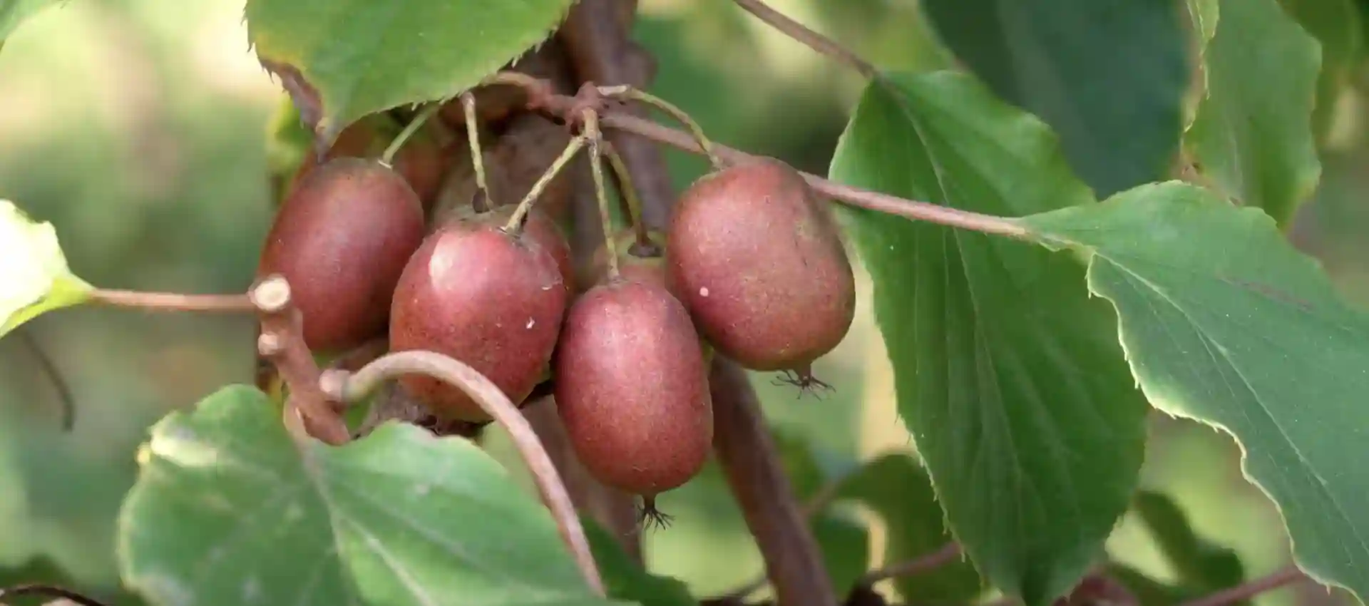 Visitas guiadas con degustación a una finca ecológica. Mini Kiwi en el árbol Finca Terramor Asturias. Venta de productos ecológicos y mermeladas artesanales.