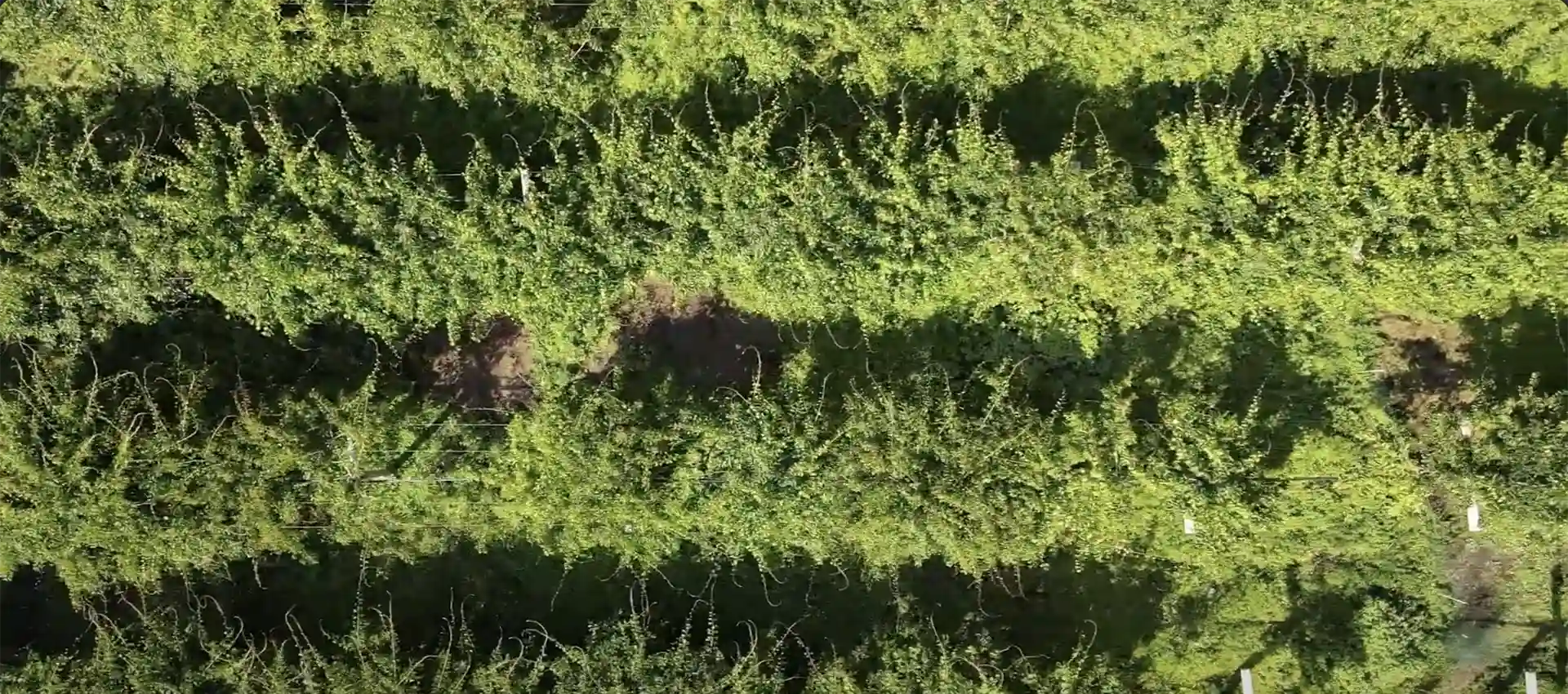 Plantación de min kiwis de la Finca Terramor Asturias. Visitas guiadas con degustación a una finca ecológica.