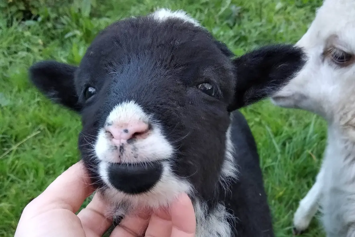 Animales de la plantación de minikiwis en Asturias. Visitas guiadas con degustación a nuestra finca de mini kiwis. Actividad al aire libre con niño, en familia, con amigos.