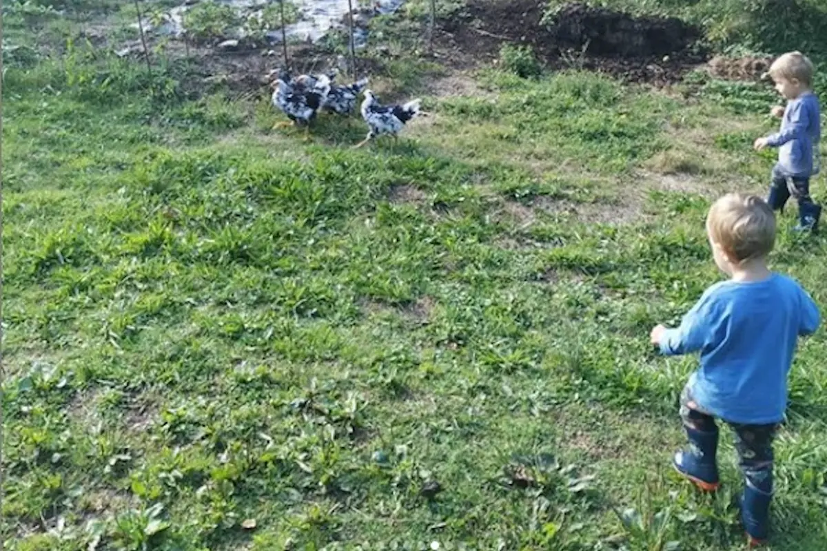Visita de niños a la plantación de minikiwis en Asturias. Visitas guiadas con degustación a nuestra finca de mini kiwis. Actividad al aire libre con niño, en familia, con amigos.