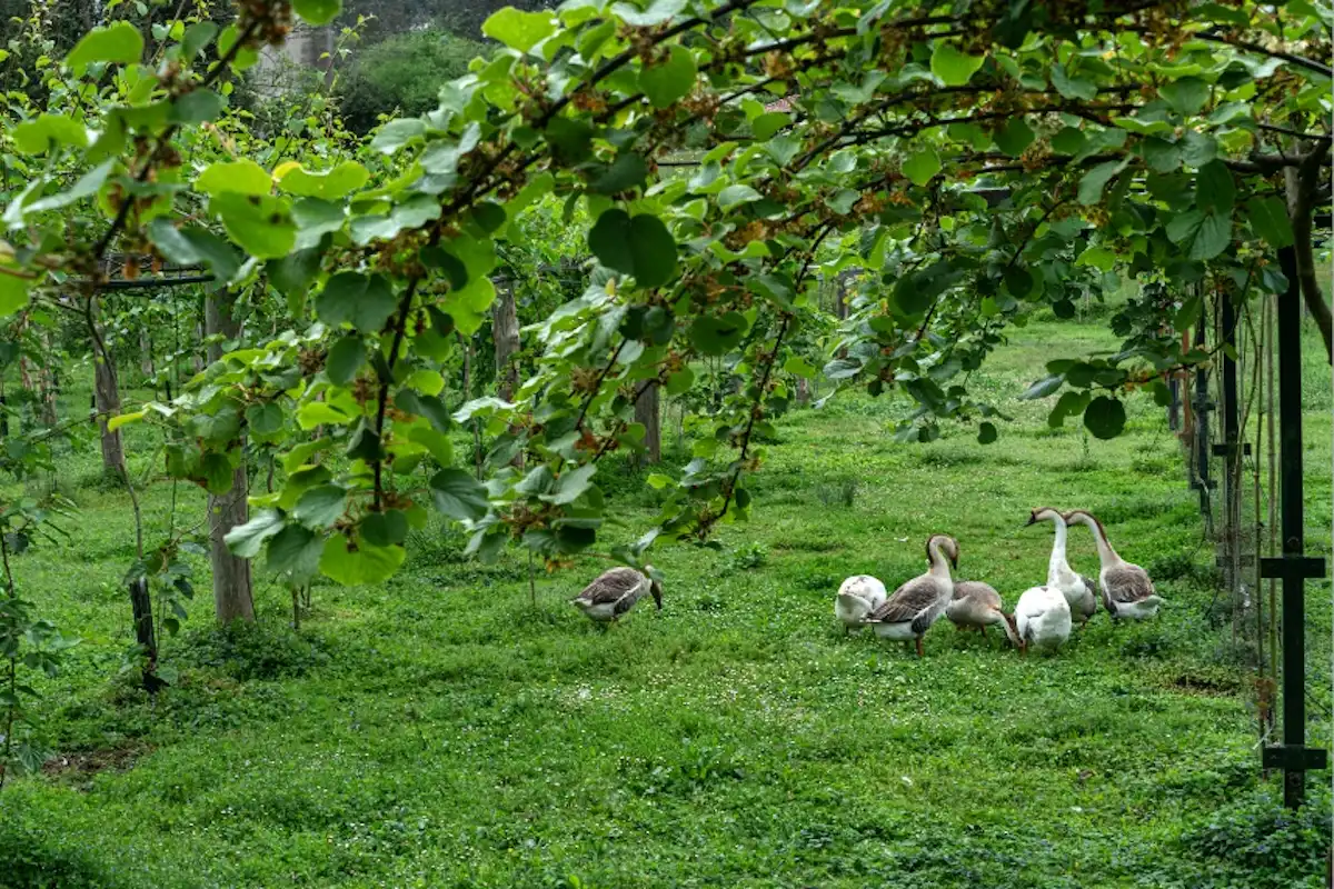 Ocas de la plantación de minikiwis en Asturias. Visitas guiadas con degustación a nuestra finca de mini kiwis. Actividad al aire libre con niño, en familia, con amigos.