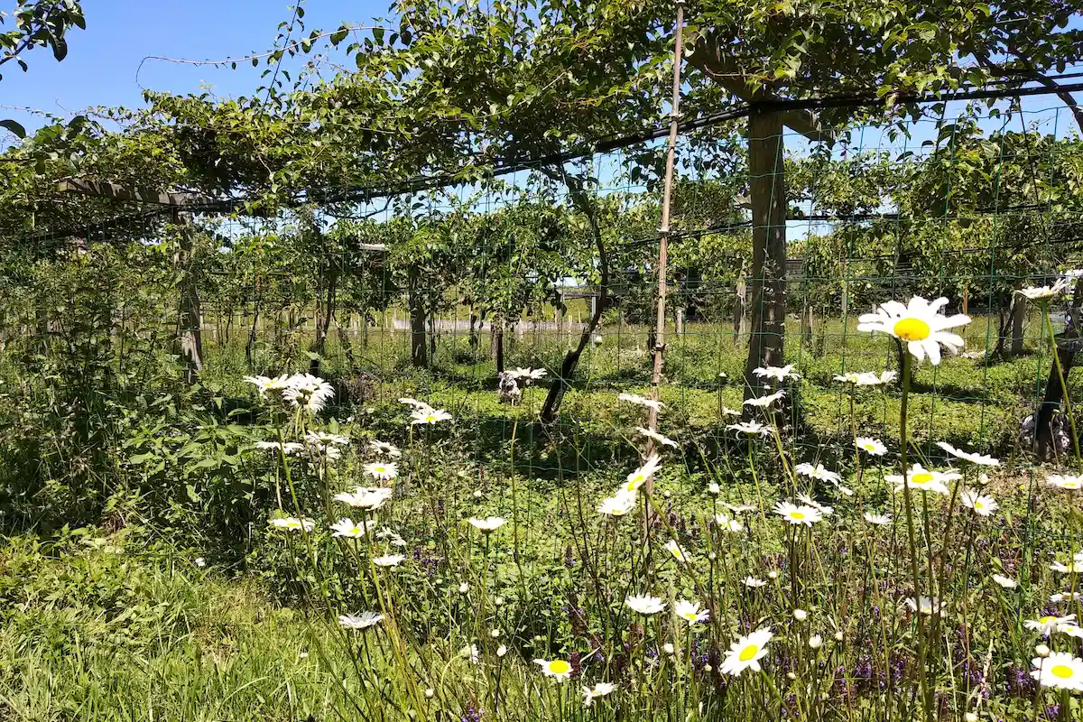 Visita plantación de minikiwis en Asturias. Finca Terramor